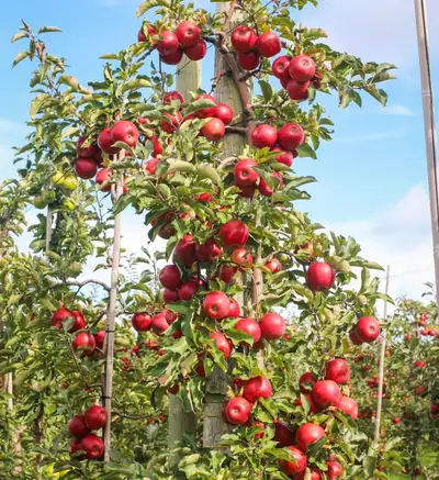 General Farm Labourer, View more