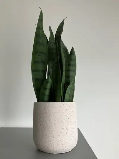 Artificial Snake Plant, View more