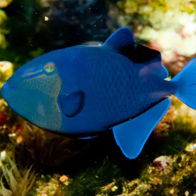 Nigel Trigger for sale , View more