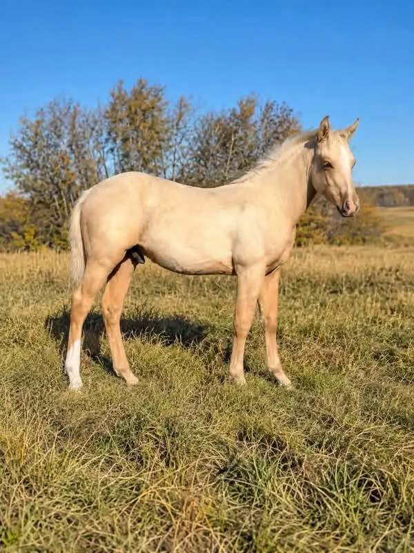 performance Prospects available | Horses & Ponies for Rehoming | Regina ...