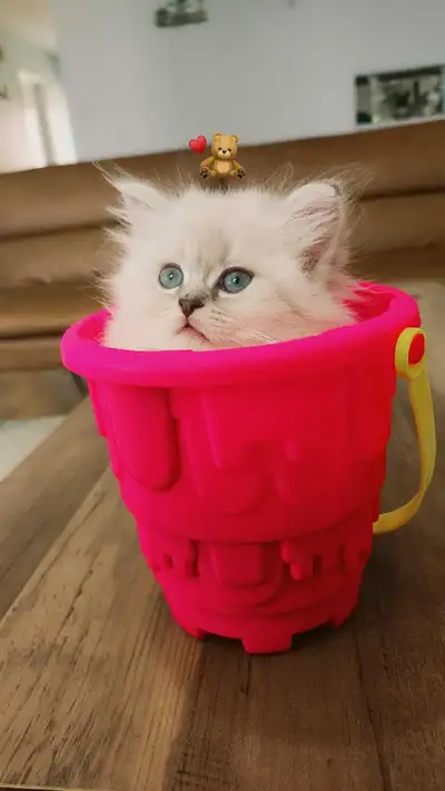 small kitten's, View more