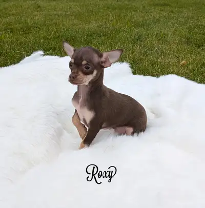 Contact Number: (289) 802-0668 **I will only respond to text/call We have three beautiful chihuahua...