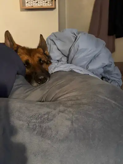 Professional single adult ISO pet friendly rental. I am a teacher with the ASD-S.