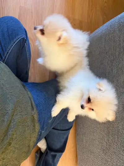 Pomeranian male puppy also 1 female 1 year old, View more