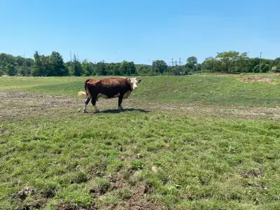Pregnant Beef cow, View more