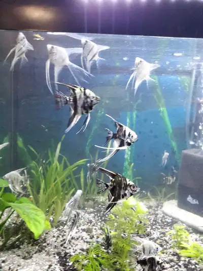 ANGELFISH FOR SALE, View more