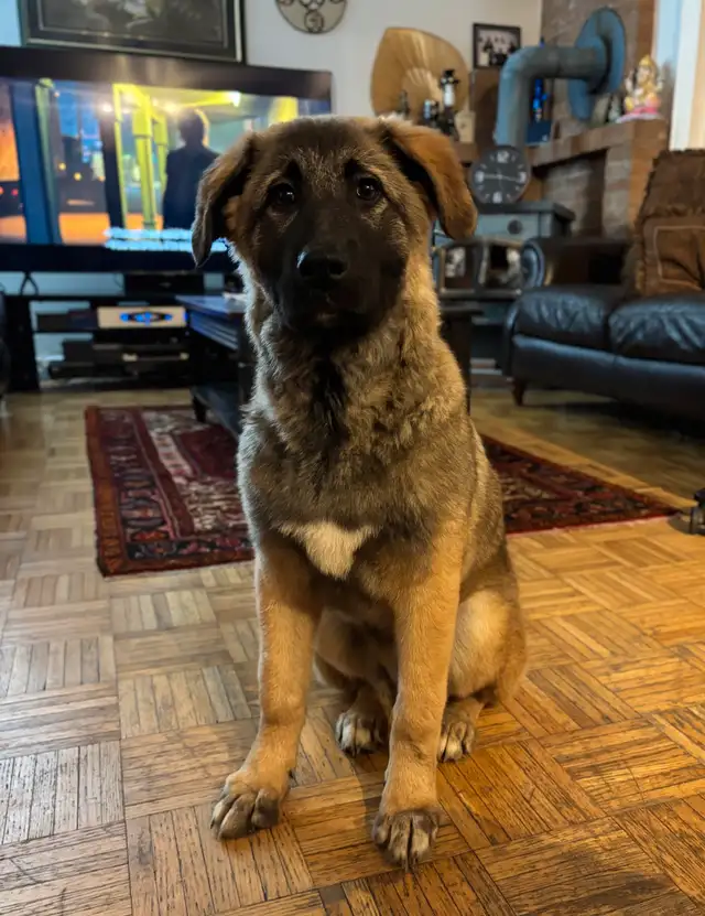 German Shepherd X Turkish Kangal in Dogs & Puppies for Rehoming in Oakville / Halton Region - Image 2