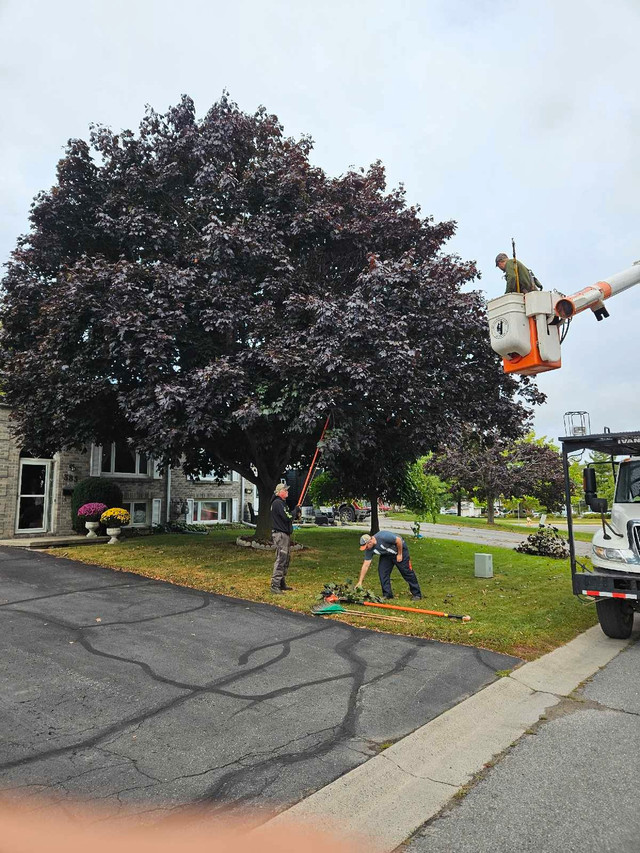 Ivan's Tree Service  in Lawn, Tree Maintenance & Eavestrough in Kingston - Image 2