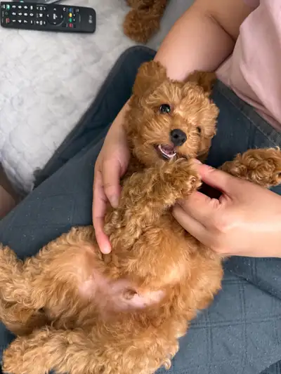 Toy cockapoo boy available, View more