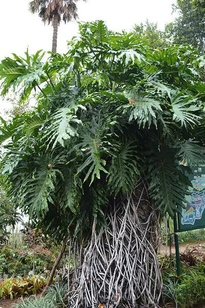 Big philodendron  jungle, View more