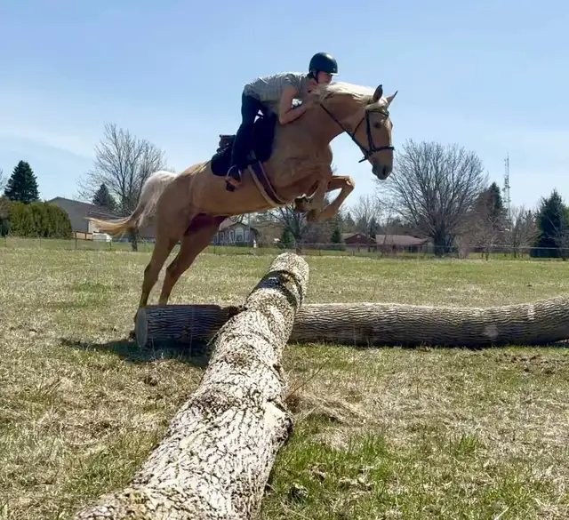 Horseback trail riding64840284512386126