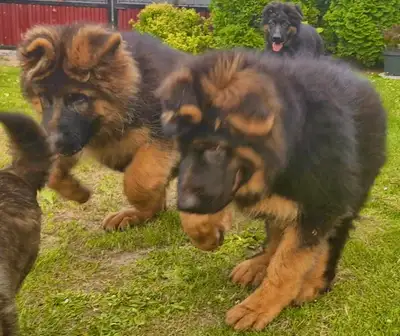 Absolutely beautiful and extremely intelligent pure breed long coat king size, German shepherd puppi...