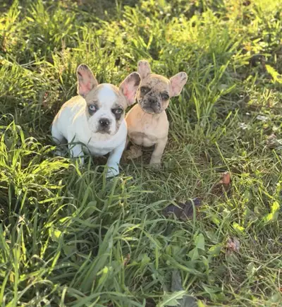 Meet them and their mom. Your opportunity to bring home these beautiful French Bulldog puppies. Acco...