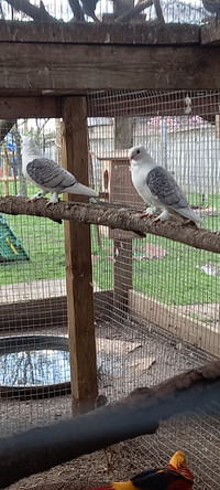 Satinette pigeons
