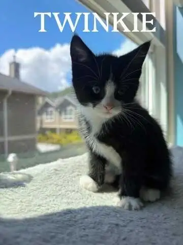 SOCIAL KITTEN, View more