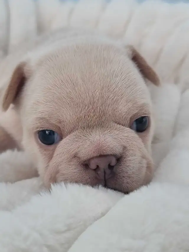 CKC Frenchie Puppies !!LAST FEMALE!! in Dogs & Puppies for Rehoming in St. Catharines - Image 8