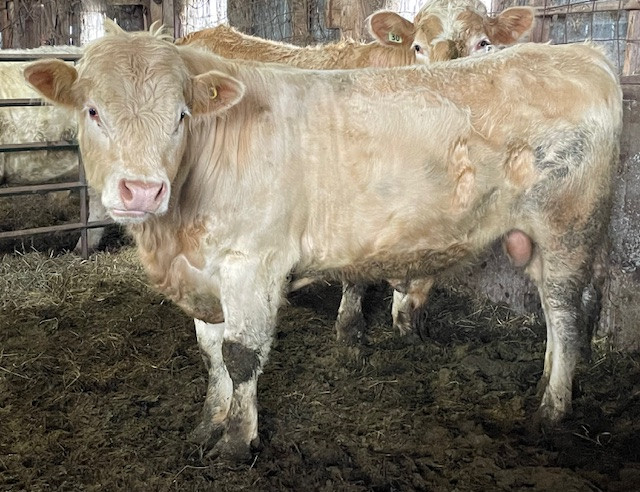 Charolais Bull in Livestock in Belleville - Image 2