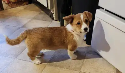 Corgi pembroke , View more