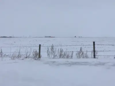 Newly seeded hay. All open. Has dugout and is totally fenced. Lamont County near Chipman.