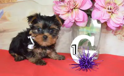 Yorkie Puppies, View more