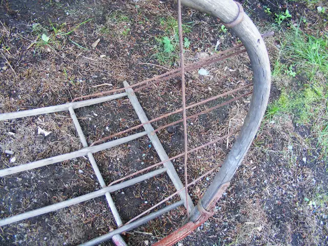 Antique Corn cradle Scythe - Mid 1800's in Arts & Collectibles in Saint John - Image 4
