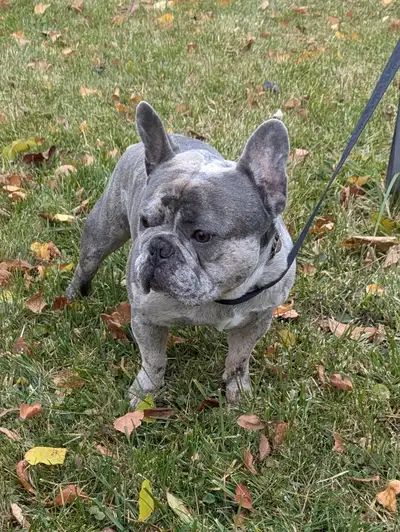 French bulldog, View more