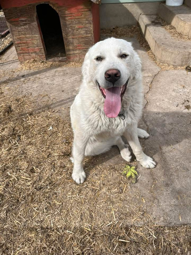 Pyranees in Dogs & Puppies for Rehoming in Saskatoon - Image 2