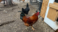Rhode Island Red roosters 