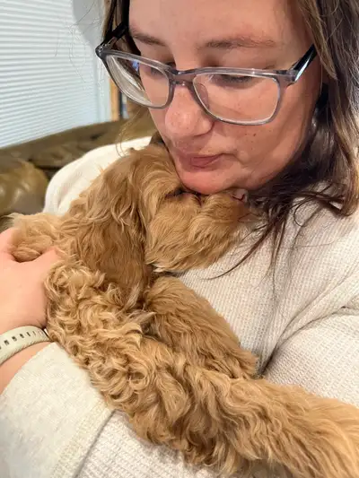 COCKAPOOS, View more