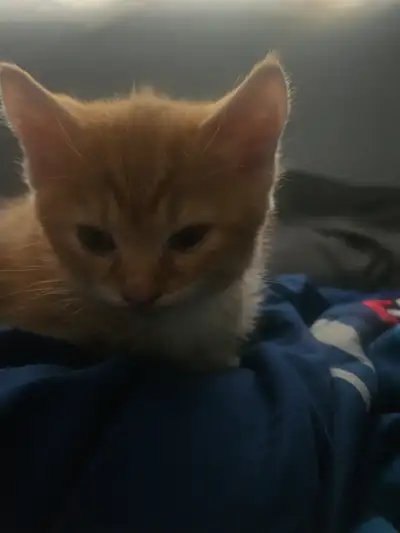 3 kittens available April 23 in Nanaimo., View more
