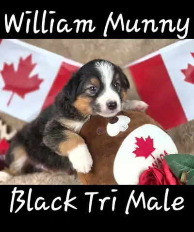 Purebred Australian Shepherd Puppies, View more