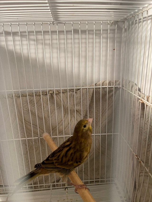 Birds/Canary in Birds for Rehoming in Burnaby/New Westminster - Image 2