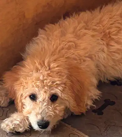 Just one left …a Creamy apricot, Doodle pup 14 weeks old, View more