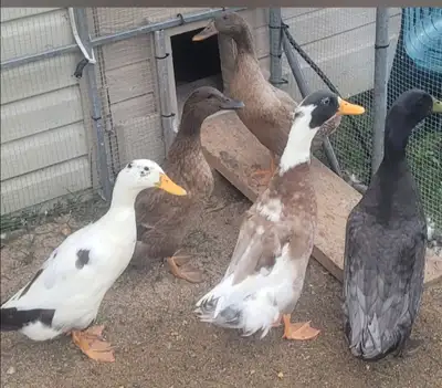 Ducks for sale, View more