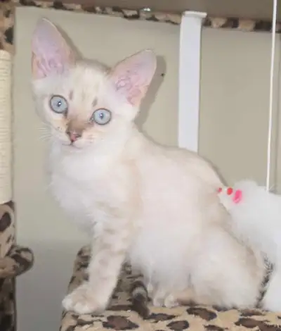 snow bengal kitten, last one, View more