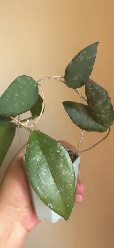 Hoya Caudata Sumatra for sale , View more