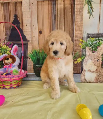 I have 2 female goldendoodles for sale. They will be ready to leave April 7th. They will come with f...