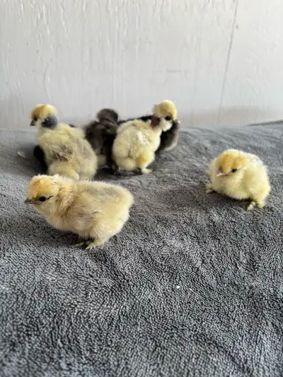 silkie chicks , View more