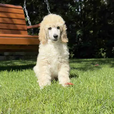 Chiots Caniche Royal Pure Race, View more