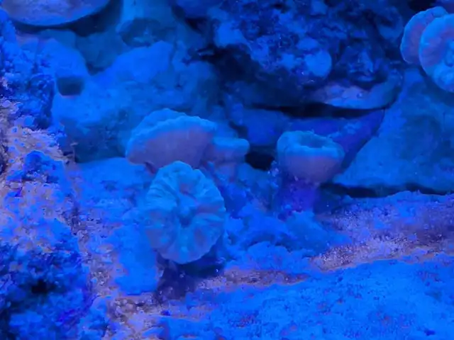 Candy Cane Coral $10 or trade for another cor in Other Pets for Rehoming in Calgary - Image 2