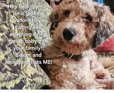 F1B Mini  Bernedoodles, Wow, these pups are due soon, call!!, View more