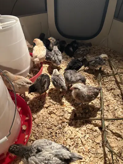 BYM chicks available . Bundle of joy and colors , All born around March 5th. They are the products o...