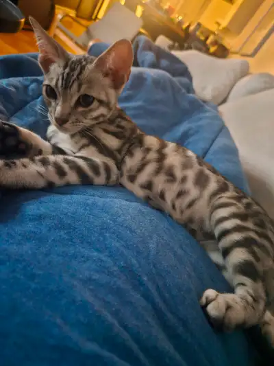 Bengal silver, male, 3mois, View more