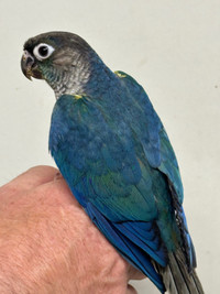 Violet turquoise conure baby