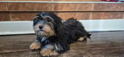 Magnifique chiot Yorkshire femelle, View more