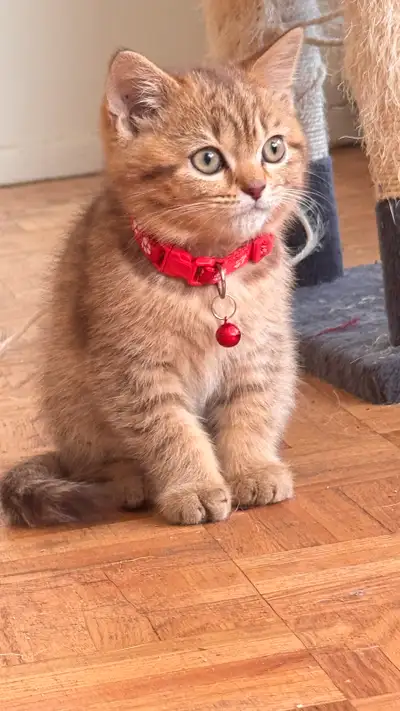 British shorthair caramel, View more
