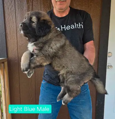 **Caucasian Shepherd Puppies** Clean Bill of Health , View more