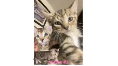2 kittens! $150 each, View more