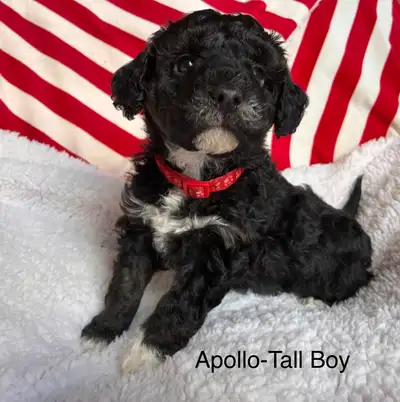 Family raised Mini Hypoallergenic Puppies – Ready now!, View more