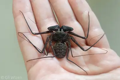 Caribbean  whip spider - Phrynus goesii babies, View more